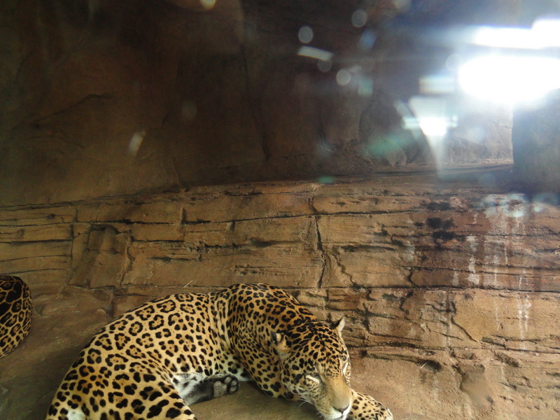 Jaguar