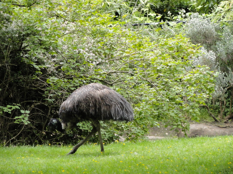 Ostrich